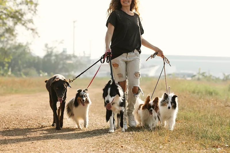 Una mujer pasea a varios perros por un camino de tierra en un día soleado.